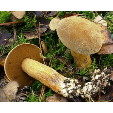 Мицелий Моховика желто-бурого / Масленок пестрый (Suillus variegatus) Мицелий Моховика желто-бурого / Масленок пестрый (Suillus variegatus)